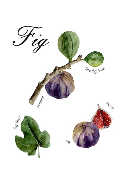 Watercolor poster with parts of fig ficus carica leave branch fruit and seeds with text