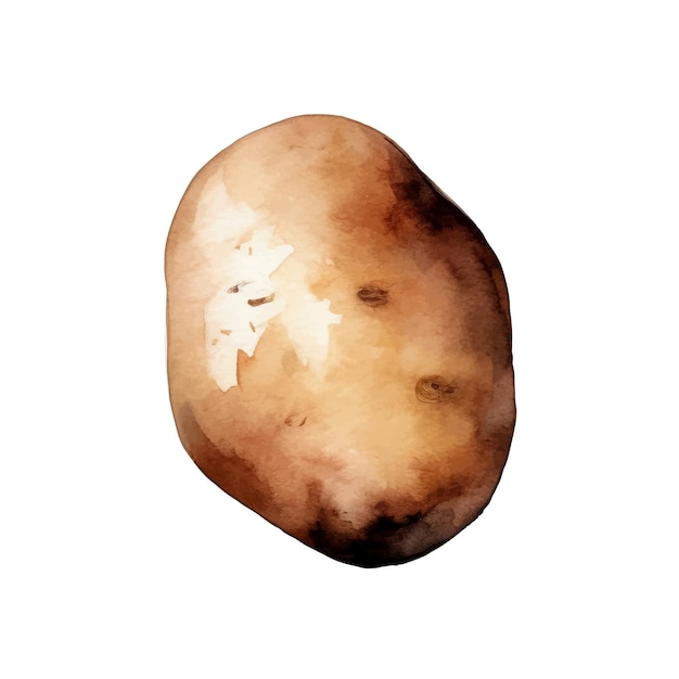 Watercolor Potato Illustration Handdrawn fresh food design element isolated on a white background