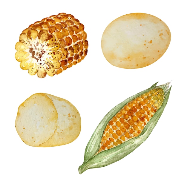 Vector watercolor potatoes and corn