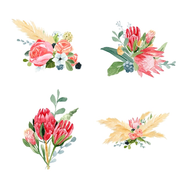 Watercolor protea flower illustration