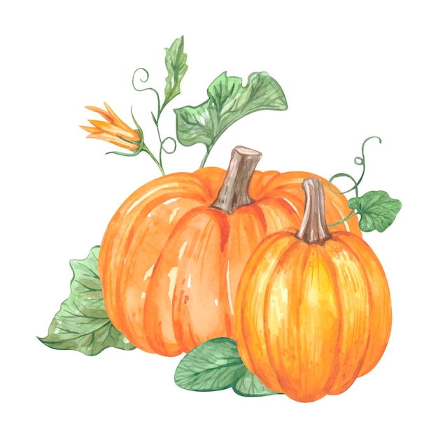 Watercolor pumpkin composition. high quality illustration