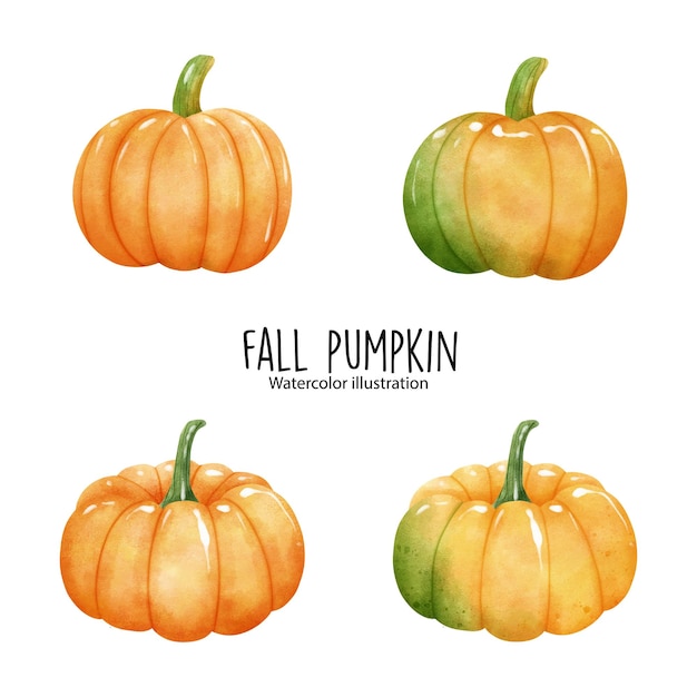 Vector watercolor pumpkin, fall pumpkin. vector illustration