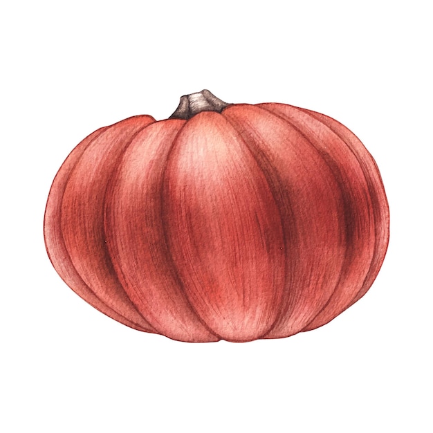 Watercolor pumpkin on a white background