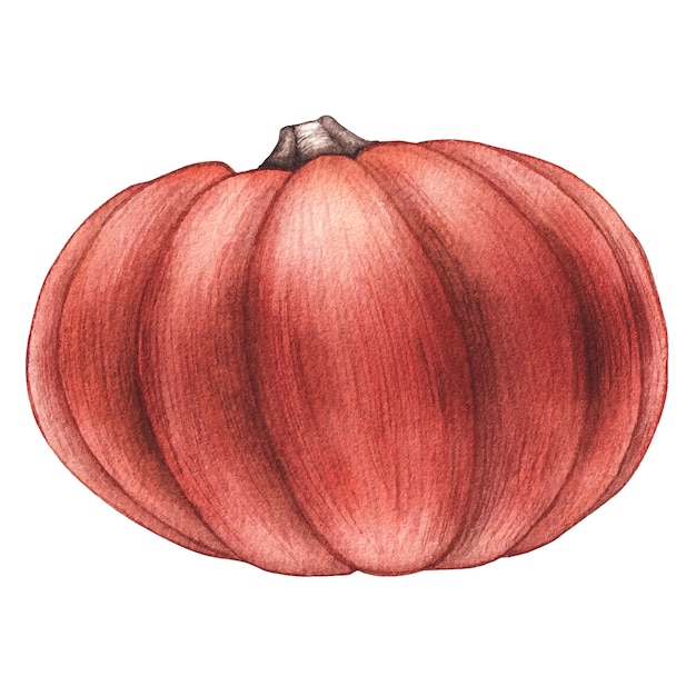 Watercolor pumpkin