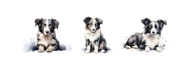 Vector watercolor puppy border collie clipart vector illustration design