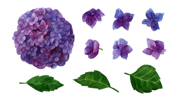 Watercolor purple hydrangea blooming clipart set summer flowers petals and leaves