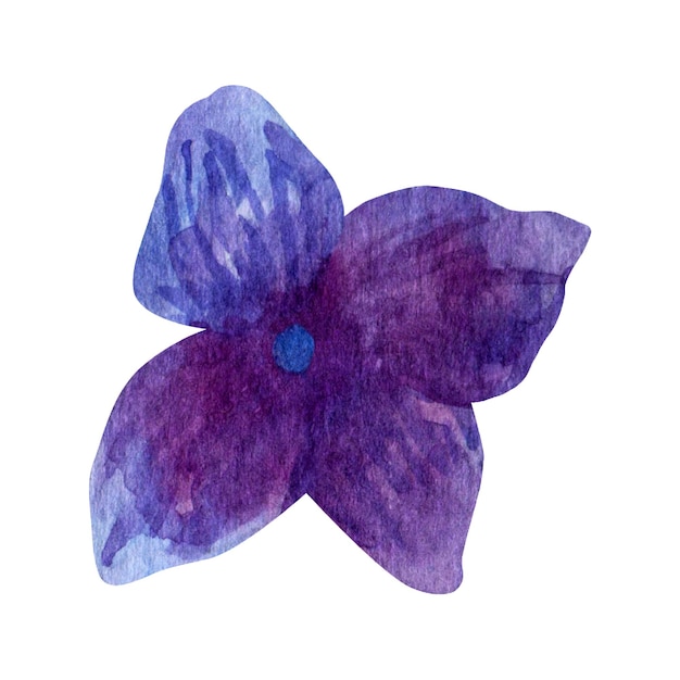 Vettore petali di fiori d'estate clipart di fioritura dell'ortensia viola dell'acquerello