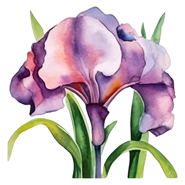 Premium Vector | Watercolor purple iris flower vector