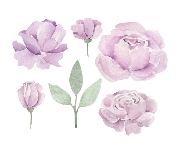 Watercolor purple peonies