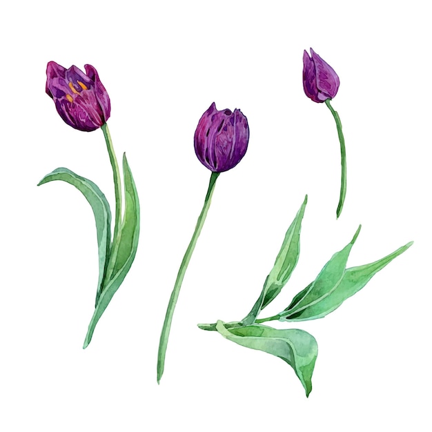 Collezione di tulipani e foglie viola dell'acquerello