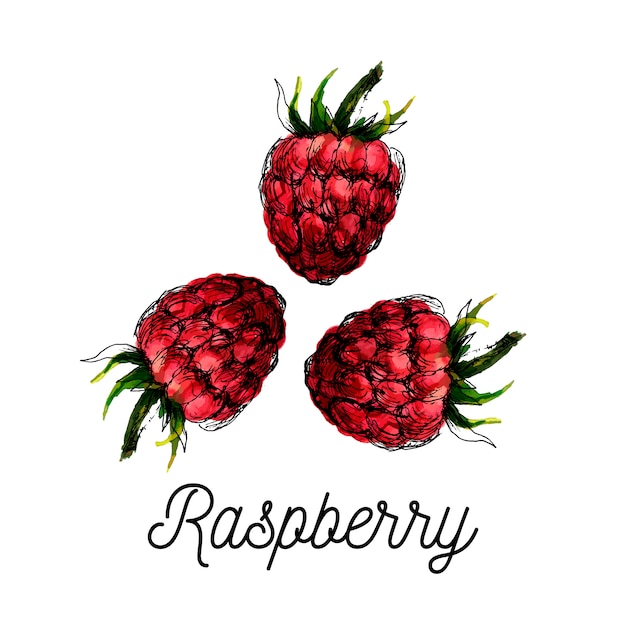 Watercolor raspberry drawing isolated on white background