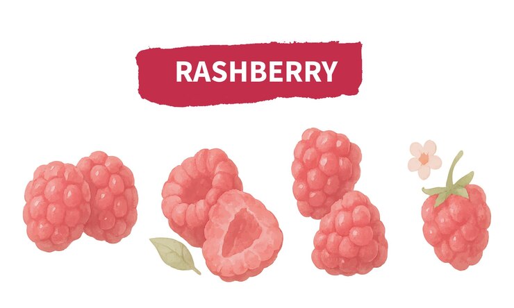 Vector watercolor raspberry illustration hand painted red berry clipart generative ai