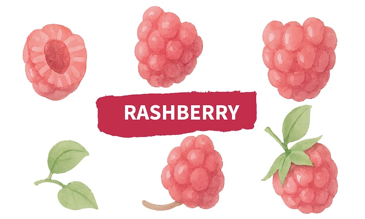 Vector watercolor raspberry illustration hand painted red berry clipart generative ai