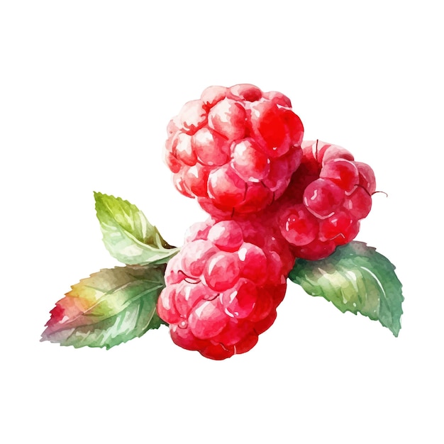 Watercolor Raspberry Illustration Handdrawn fresh food design element isolated on a white background