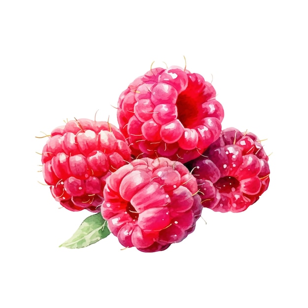 Watercolor Raspberry Illustration Handdrawn fresh food design element isolated on a white background