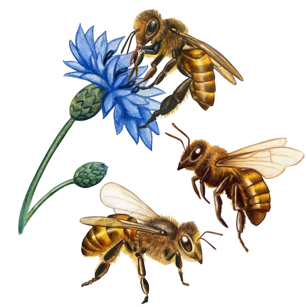 Vector watercolor realistic honey bees collection
