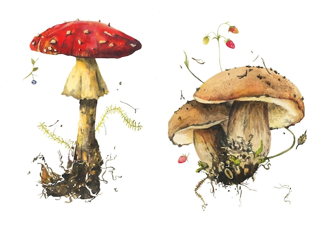 Watercolor realistic mushrooms with berries