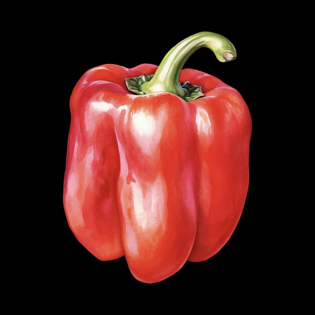 벡터 수채색 빨간 capsicum 터