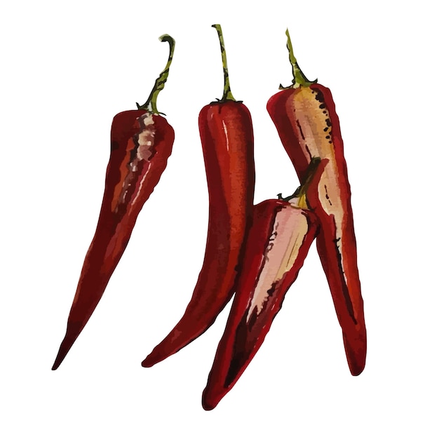 Vector watercolor red chili pepper