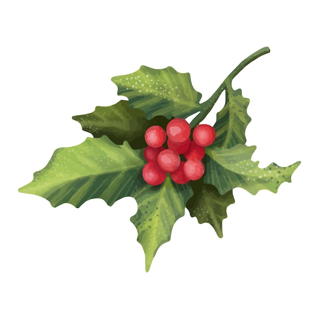 Watercolor red holly branch