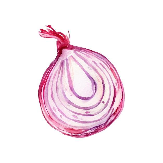 Watercolor Red onion slice Illustration Handdrawn fresh food design element isolated on a white background