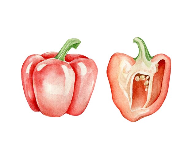 Watercolor red pepper and half of pepper.paprika