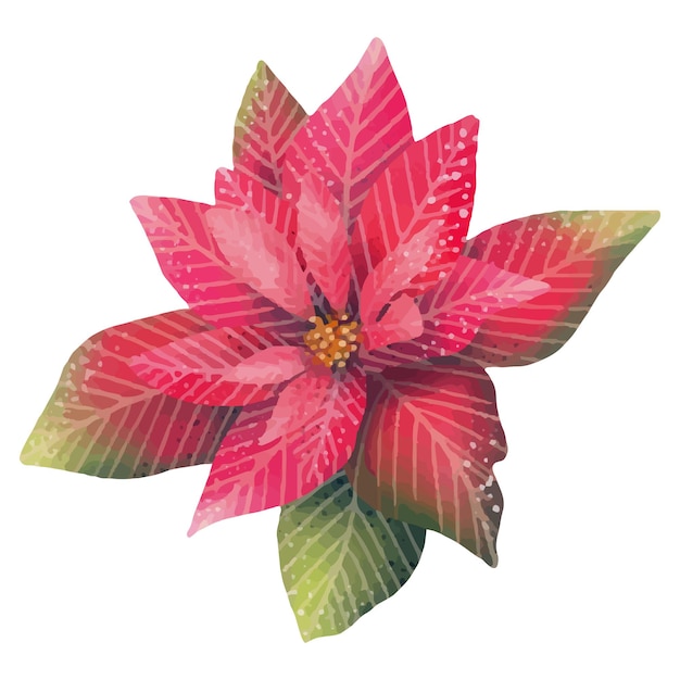 ベクトル 水彩の赤いピオネッティアの花
