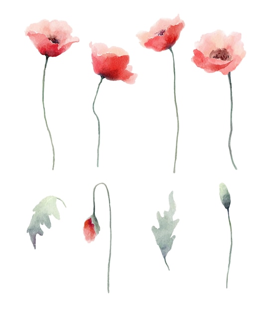 Watercolor red poppies flowers, buds and leaves collection of floral design elements.