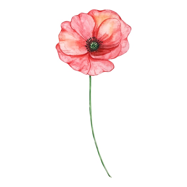 Vector watercolor red poppy august month birth flower