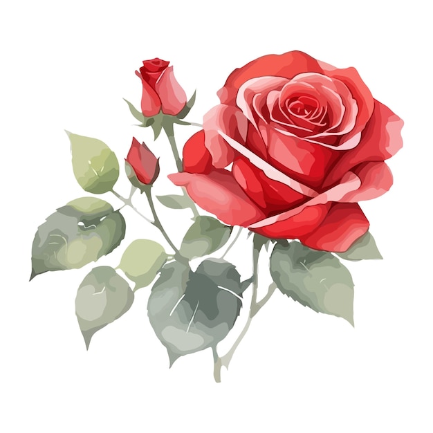 Vector watercolor red rose flowers vector illustration