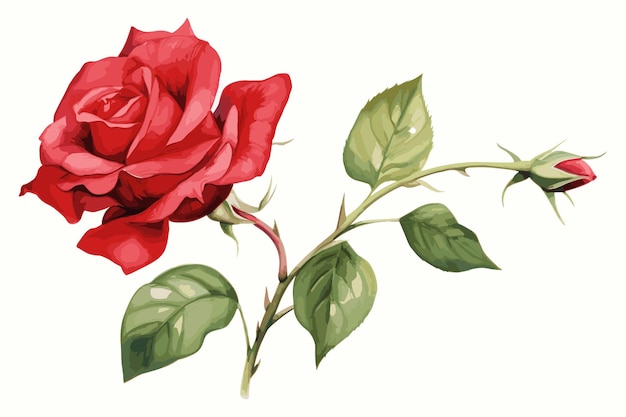 watercolor Red Rose vector design