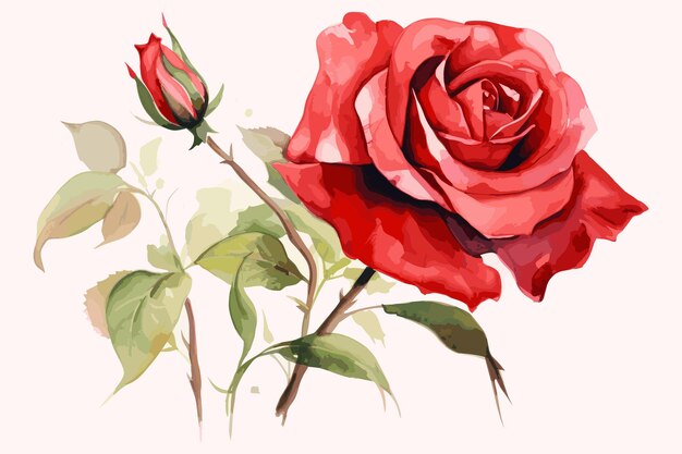 Premium Vector | Watercolor red rose vector design