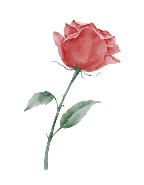 Vector watercolor red rose vector illustration