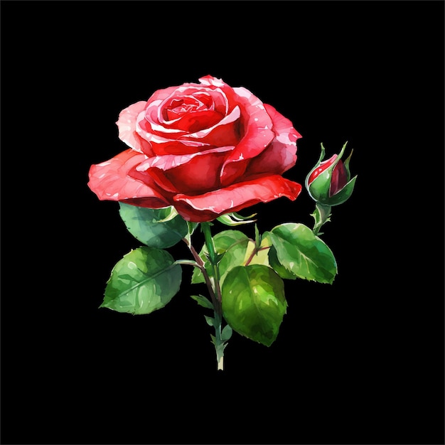 watercolor red rose vector isolated on black