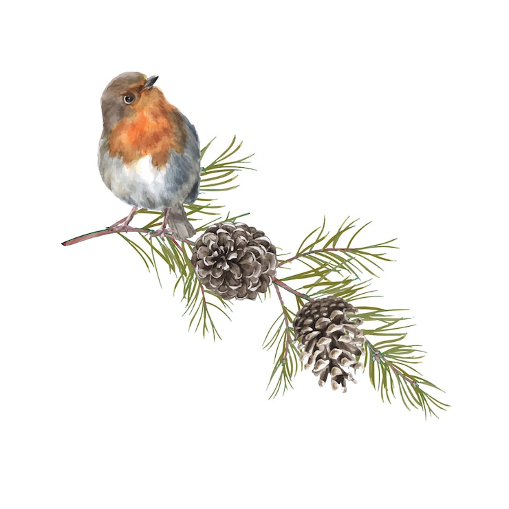 Vector watercolor robin bird on a pine branch