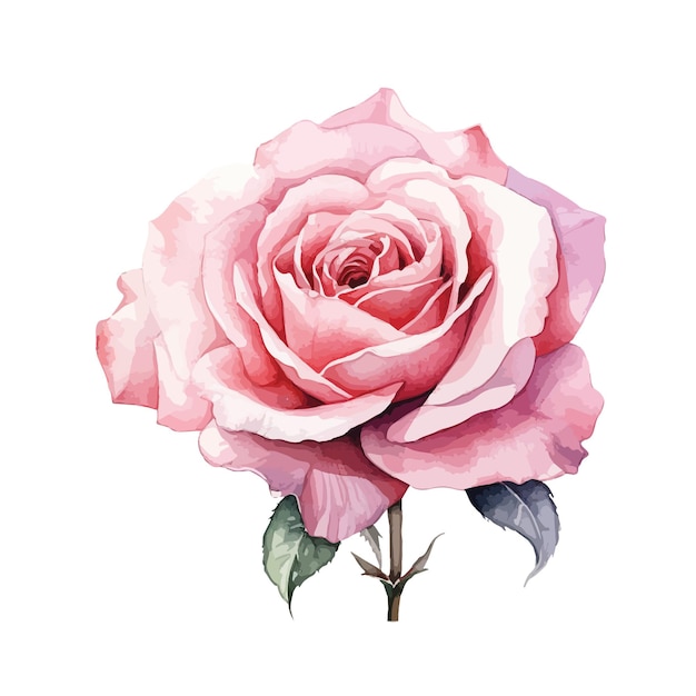 Premium Vector | Watercolor rose in bloom