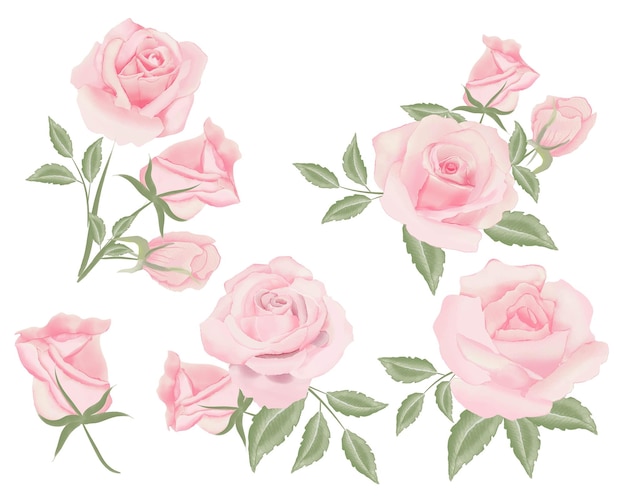 Vector watercolor rose bouquet illustration