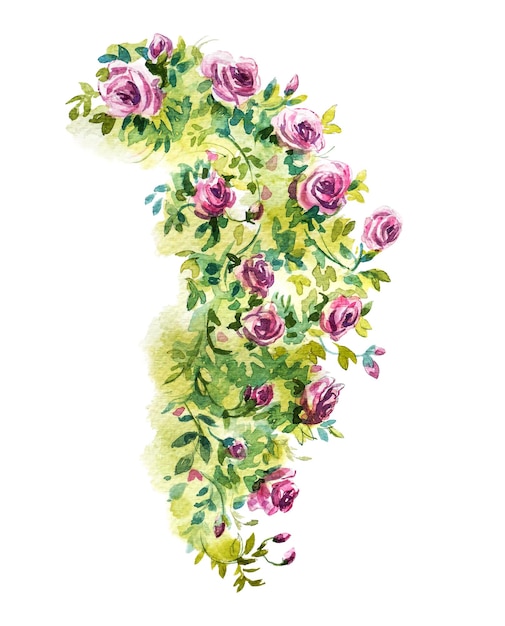 Watercolor rose bush illustration