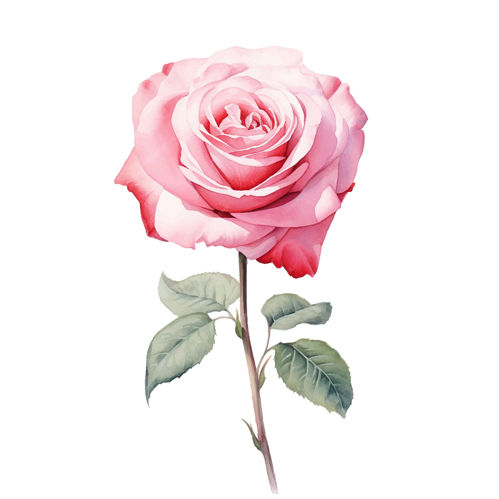 Premium Vector | Watercolor rose drawing