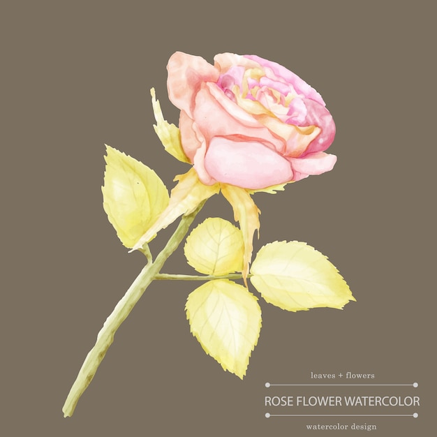 Vector watercolor rose flower