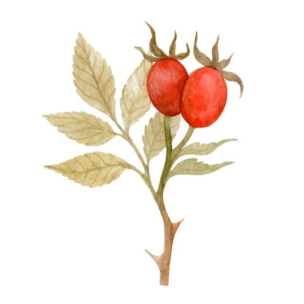 Watercolor rose hips on thorny twig isolated on white background Handdrawn botanical illustration