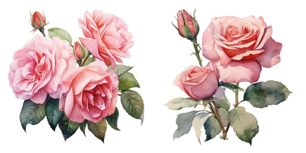 watercolor of rose