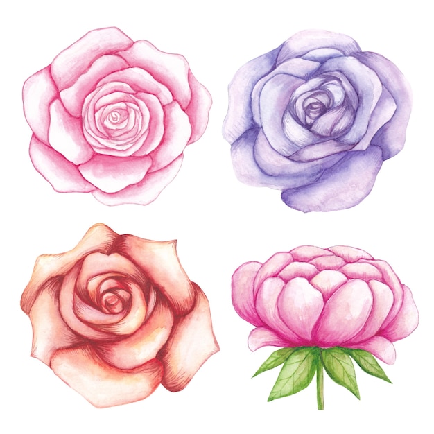 Watercolor roses flowers set. Flowers set of hand drawn watercolor roses