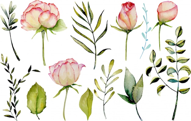 Watercolor roses, green leaves and branches set