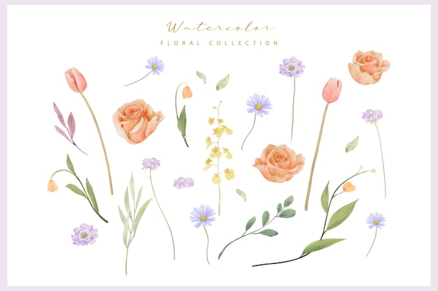 Watercolor roses, tulips and scabiosa flowers  collection