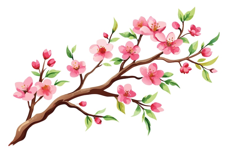 Vector watercolor sakura branch vector illustration on white background