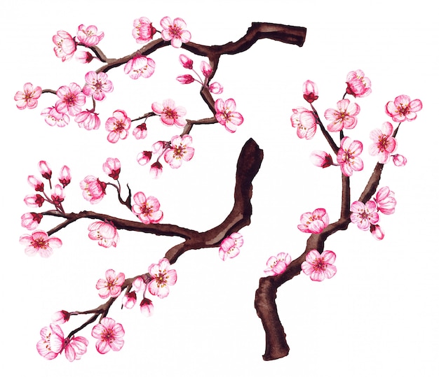 Vector watercolor sakura, cherry blossom branches.