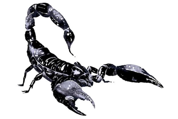 Vector watercolor scorpionastrology scorpio zodiac signdangerous poisonous animals