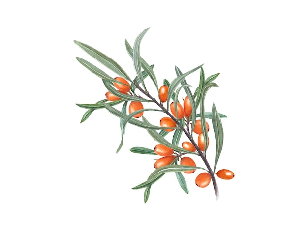 Vector watercolor sea buckthorn branch orange thorn berries juicy berries with leaves rhamnoides sallowthor