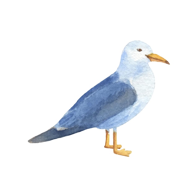 Watercolor seagull standing Watercolor seagull bird isolated on white background Hand painted illustration